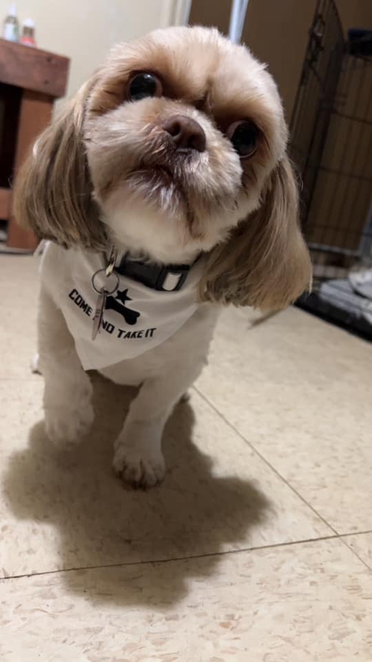 Come and Take It Collar, Leash and Bandana