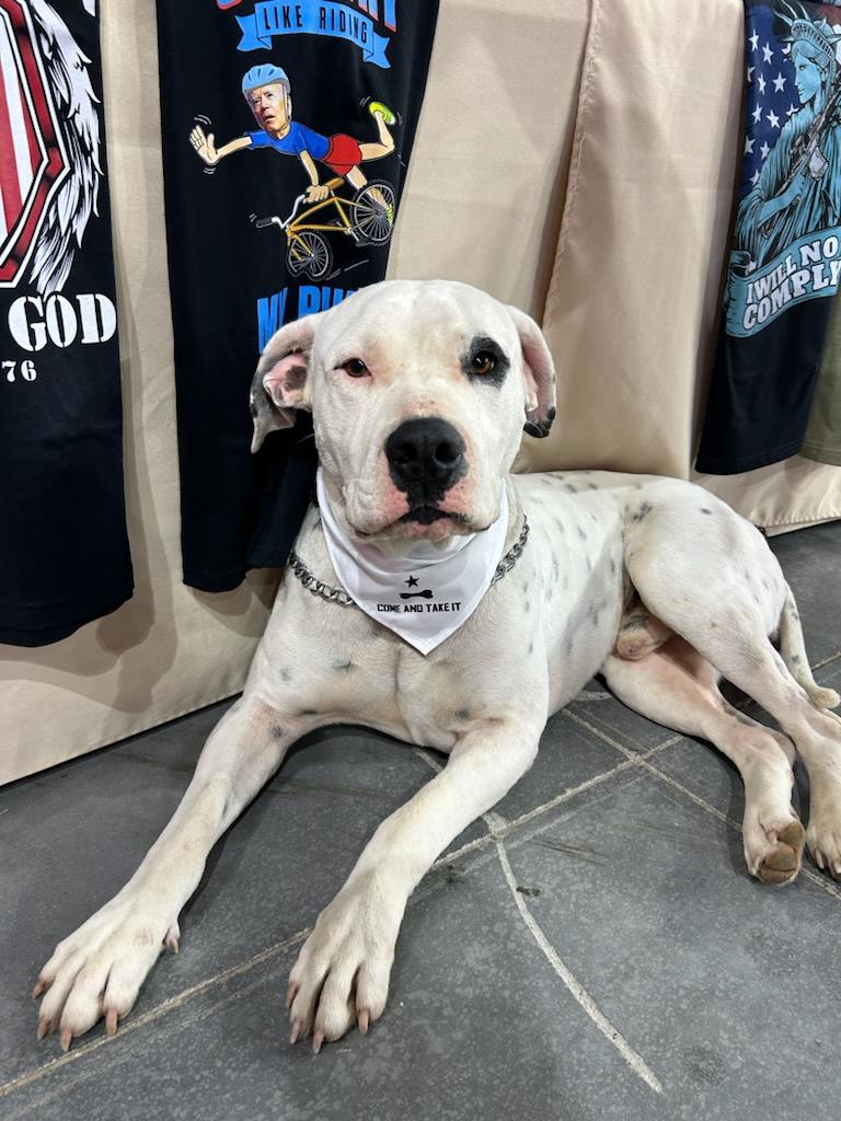 Come and Take It Collar, Leash and Bandana